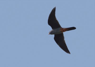 Red-Footed Falcon - Roodpootvalk