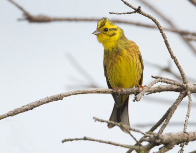 Yellowhammer - Geelgors