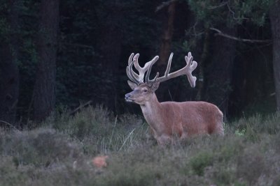 Red Deer - Edelhert