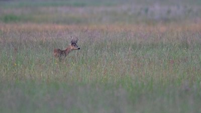 European Roe Deer - Ree