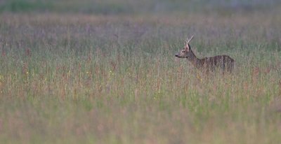 European Roe Deer - Ree