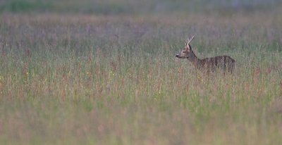 European Roe Deer - Ree