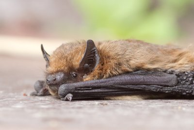 Gewone Dwergvleermuis - Pipistrellus pipistrellus