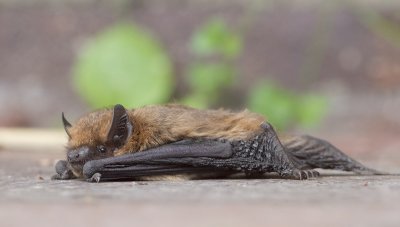 Gewone Dwergvleermuis - Pipistrellus pipistrellus