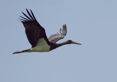 Black stork - Zwarte ooievaar