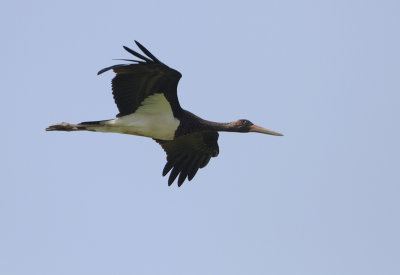 Black stork - Zwarte ooievaar