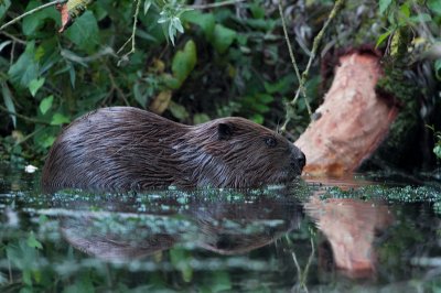 Eurasian Beaver - Europese bever - Castor fiber