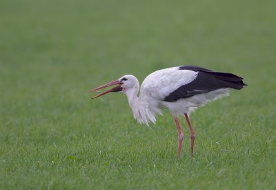 White Stork - Ooievaar