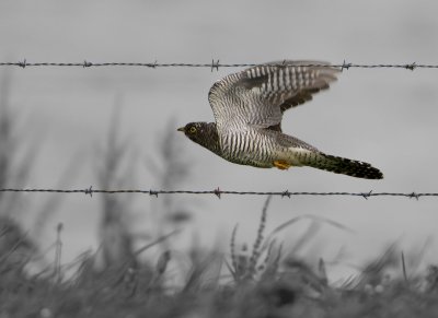 Common Cuckoo - Koekoek