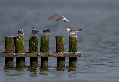 White-winged Tern - Witvleugelstern