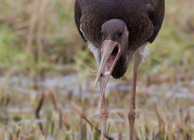 Black Stork - Zwarte ooievaar