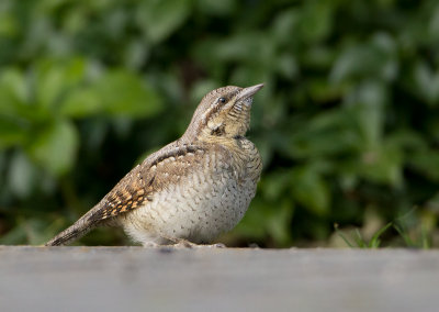 Eurasian Wryneck - Draaihals