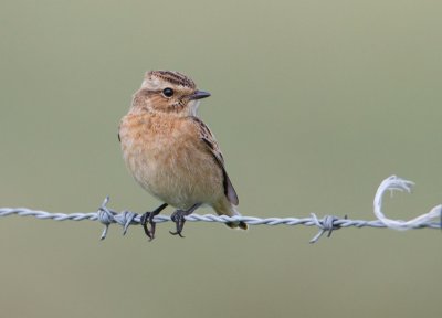 Whinchat - Paapje