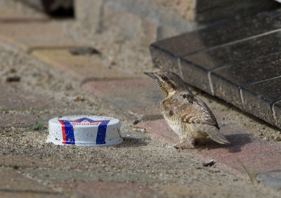 Eurasian Wryneck - Draaihals