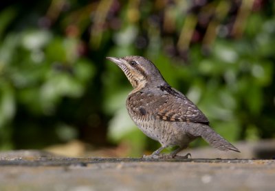 Eurasian Wryneck - Draaihals