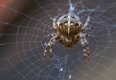 European Garden Spider - Kruisspin