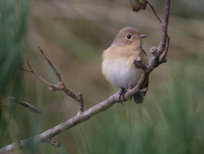 Red-breasted Flycatcher - Kleine vliegenvanger