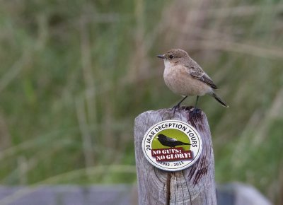 Siberian Stonechat - Aziatische Roodborsttapuit