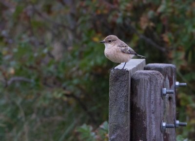 Siberian Stonechat - Aziatische Roodborsttapuit