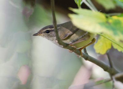 Radde's Warbler - Raddes boszanger