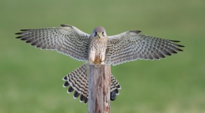Kestrel - Torenvalk