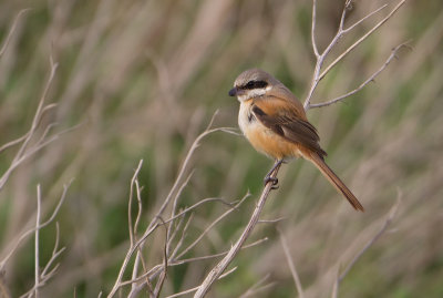 Long-tailed Shrike - Langstaartklauwier