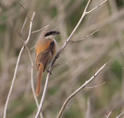 Long-tailed Shrike - Langstaartklauwier