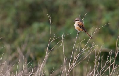 Long-tailed Shrike - Langstaartklauwier