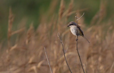 Long-tailed Shrike - Langstaartklauwier