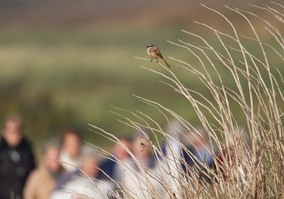 Long-tailed Shrike - Langstaartklauwier