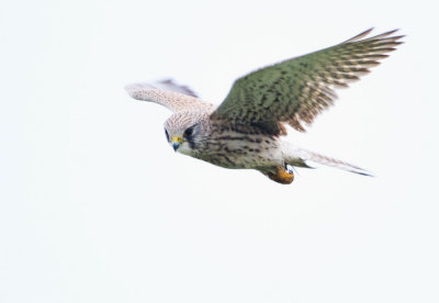 Kestrel - Torenvalk