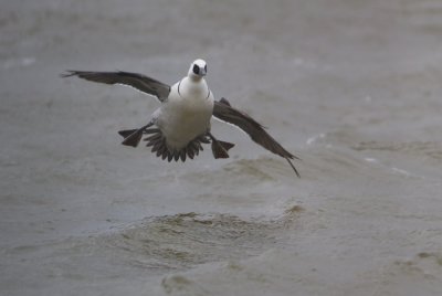 Smew - Nonnetje