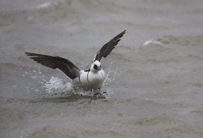 Smew - Nonnetje