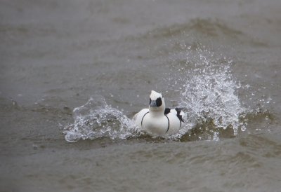 Smew - Nonnetje