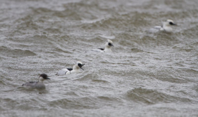 Smew - Nonnetje