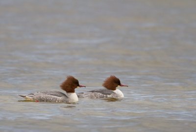 Common Merganser - Grote zaagbek