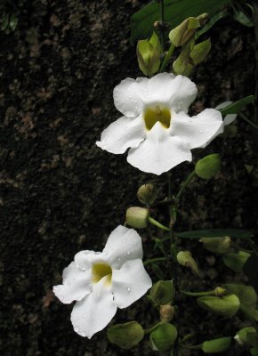 Seychellen - 2007
