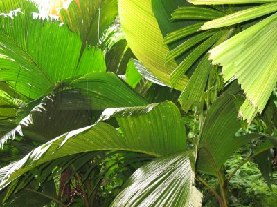 Seychellen - 2007