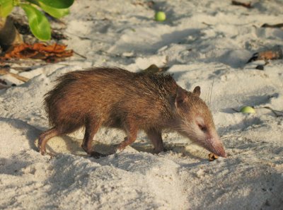 Seychellen - 2007