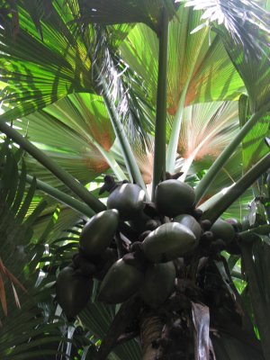 Seychellen - 2007