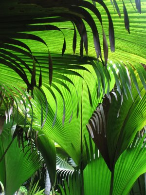 Seychellen - 2007