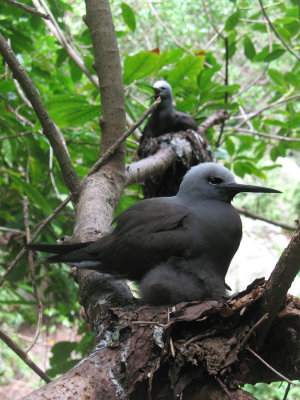 Seychellen - 2007