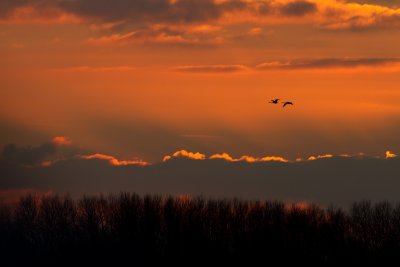 Whooper Swan - Wilde zwaan