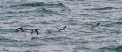 Razorbill - Alk