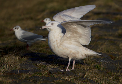 Glaucous Gull - Grote burgemeester