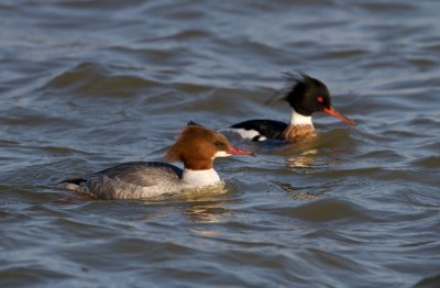 Common Merganser - Grote zaagbek