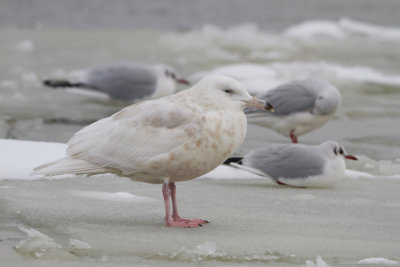 Glaucous Gull - Grote burgemeester