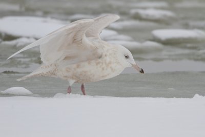 Glaucous Gull - Grote burgemeester