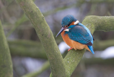 Kingfisher - IJsvogel