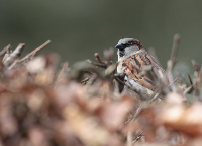 House Sparrow - Huismus